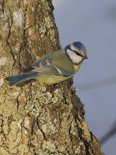 Sinitiainen, Blue Tit, Cyanistes caeruleus